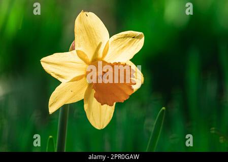 Primo piano di un fiore giallo di daffodil. Grande Daffodil Carlton a cubetti, con sei petali e corona centrale a forma di tromba. Il delicato colore giallo tenue i Foto Stock