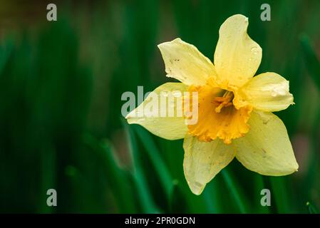 Primo piano di un fiore giallo di daffodil. Grande Daffodil Carlton a cubetti, con sei petali e corona centrale a forma di tromba. Il delicato colore giallo tenue i Foto Stock