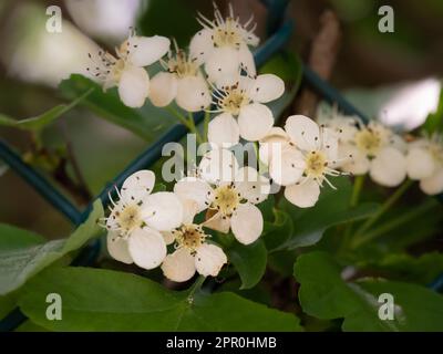 Particolare di fiori di spirea appena fioriti Foto Stock