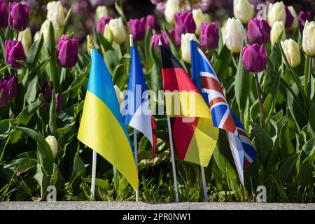 Bandiere di Germania e Francia, Gran Bretagna e Ucraina sullo sfondo di tulipani in Ucraina, bandiere di paesi Foto Stock