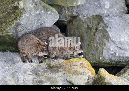 Famiglia Raccoon (Procyon Lotor) nel porto di Tofino, Isola di Vancouver, Columbia Britannica, Canada. Foto Stock