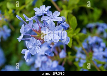 Fiore cespuglio cumbago auricolata con fiori blu pallido da vicino Foto Stock