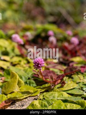 Foglie piccole con fiori rosa pallido di Persicaria capitata in una giornata di sole primo piano Foto Stock