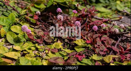 Foglie piccole con fiori rosa pallido di Persicaria capitata in una giornata di sole primo piano Foto Stock