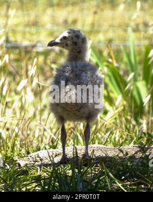 Gabbiano macchiato in basso, vista posteriore da vicino Foto Stock