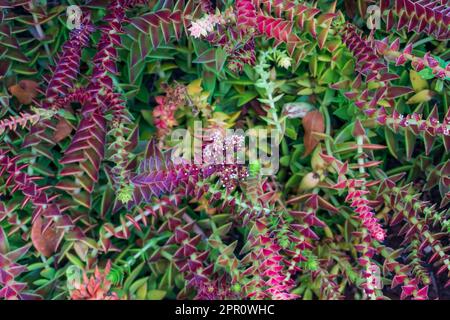 Spara multicolore sullo sfondo naturale della succulenta Crassula Capitella Foto Stock