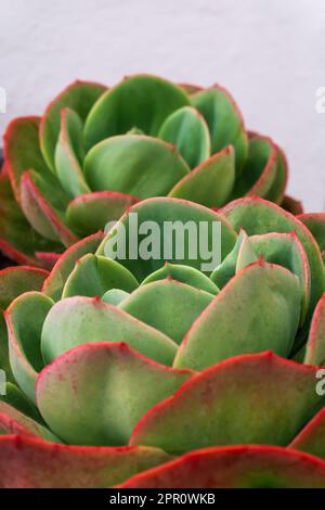 Rosso multicolore - rosette verdi di succulenti primo piano Foto Stock