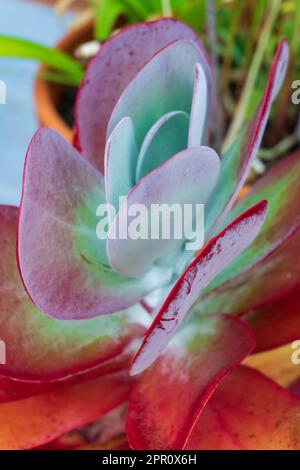 Rosso brillante - fiore verde di Kalanchoe Thyrsiflora primo piano Foto Stock