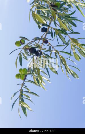 Maturazione delle olive su un ramo in un oliveto da vicino Foto Stock