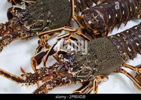 Aragoste vive su sfondo bianco sul banco di un negozio di pesce da vicino Foto Stock