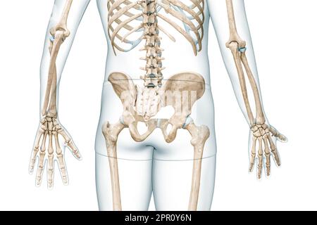 Vista posteriore delle ossa della cintura pelvica o pelvica con corpo 3D che rende l'illustrazione isolata su bianco con spazio di copia. Anatomia dello scheletro umano, diagramma medico Foto Stock