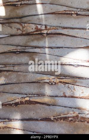 Tronco liscio di un albero di palma primo piano sfondo Foto Stock