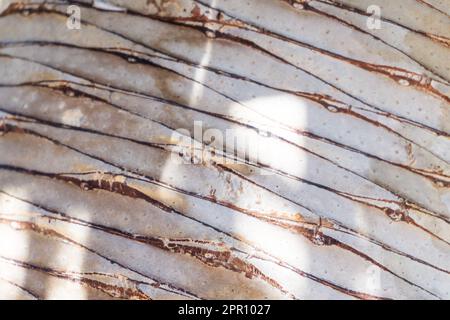 Tronco liscio di un albero di palma primo piano sfondo Foto Stock