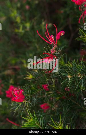 Rami fioriti di rosmarino rosa Grevillea primo piano Foto Stock