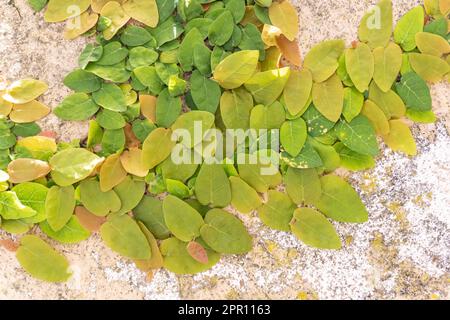 Germogli di piccole foglie colorate di nana Ficus pumila su un muro in una giornata di sole primo piano Foto Stock