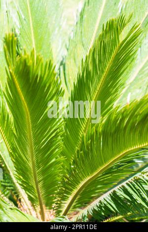 Foglie verdi e succose di cicas revoluta palma in fondo naturale alla luce del sole Foto Stock