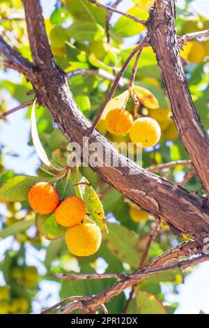 I frutti di Arbutus spinosi gialli maturano su un ramo in un primo piano di frutteto Foto Stock