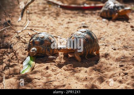 Tartarughe irradiate - Astrochelys radiata - specie di tartarughe a rischio critico, endemiche del Madagascar, che camminano su terreni sabbiosi Foto Stock