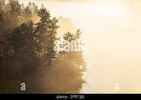 Alberi di pino nella luce del sole di mattina presto e nebbia su un lago di acque di confine nel Minnesota settentrionale Foto Stock