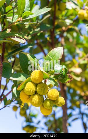 I frutti di Arbutus spinosi gialli maturano su un ramo in un primo piano di frutteto Foto Stock