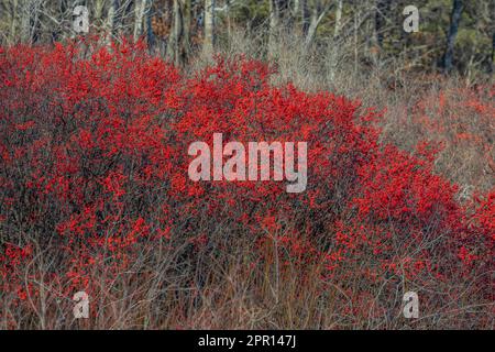Winterberry, Ilex verticillata, arbusti ricoperti di bacche rosse nel Michigan centrale, USA Foto Stock