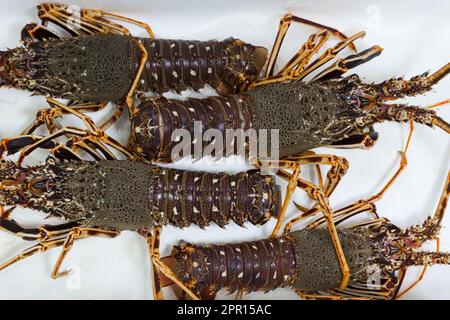 Aragoste vive su sfondo bianco sul banco di un negozio di pesce da vicino Foto Stock