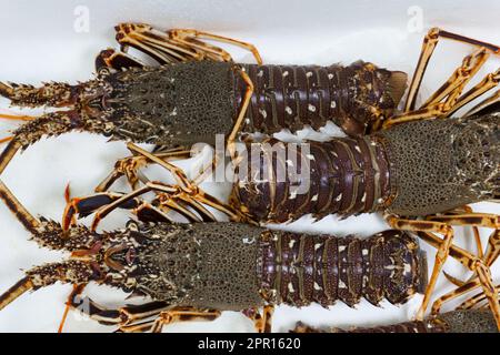 Aragoste vive su sfondo bianco sul banco di un negozio di pesce da vicino Foto Stock