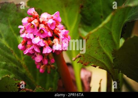 Bergenia crassifolia è un fiore conosciuto come bergenia a forma di cuore, bergenia a fiore d'inverno, orecchio di elefante coreano, badan, pigsqueak, Tè siberiano e Be Foto Stock