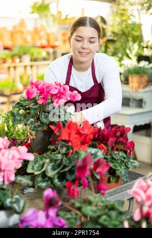 Nel negozio di fiori, donna lavoratore esamina ciclamino Foto Stock