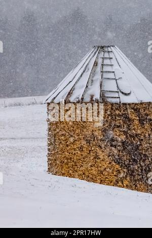 Culla per mais che immagazzina mais per bestiame in una fattoria Amish nel Michigan centrale, USA [Nessun rilascio di proprietà; solo licenza editoriale] Foto Stock