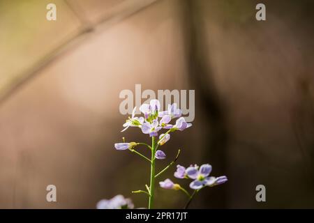 Un fuoco selettivo sparo di fiori di cucù viola fiorenti Foto Stock