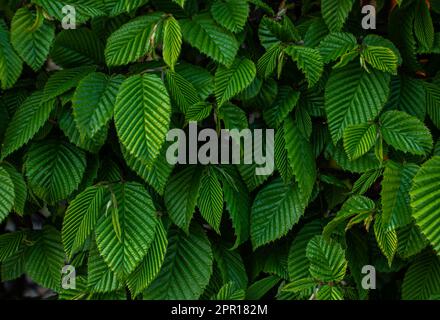 Fuoco selettivo di Ulmus pumila celer foglie, europeo carpino o carpinus betulus in giardino. Modello a foglia verde, sfondo naturale. Foto Stock