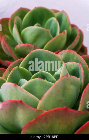 Rosette multicolore di succulenti rosse - verdi Foto Stock