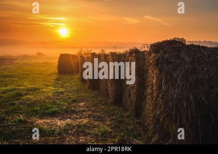 Pile di fieno sul campo la mattina presto. Le balle di paglia si asciugano su un'erba verde nella stagione estiva durante l'alba. Foto scattata a Tychy, Polonia. Foto Stock