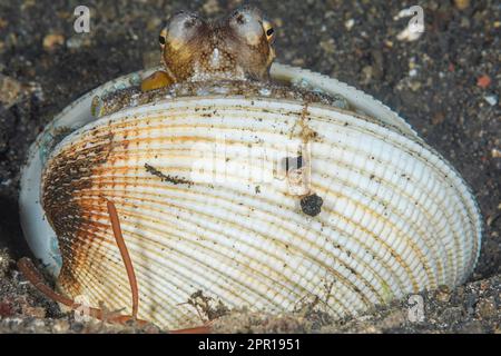 Polpo di cocco, Amphiottopus marginatus, nascosto in una conchiglia, Lembeh Strait, Nord Sulawesi, Indonesia Foto Stock