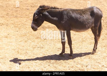 Vecchio asino triste nel deserto Foto Stock