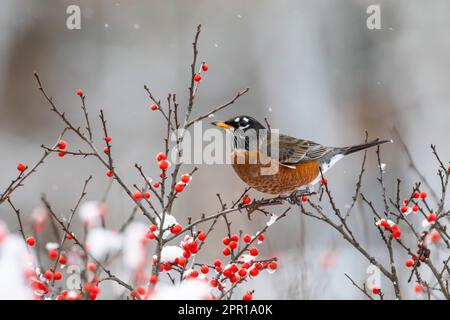 American Robin si nuora su Winterberry, Ilex verticillata, dopo una fresca nevicata nel Michigan centrale, USA Foto Stock