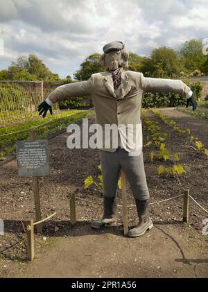 Diggory, lo spaventapasseri nel giardino della cucina ai giardini perduti di Heligan, nella foto nel giugno 2019 Foto Stock