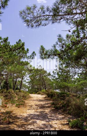 Sentiero sabbioso tra pini Foto Stock