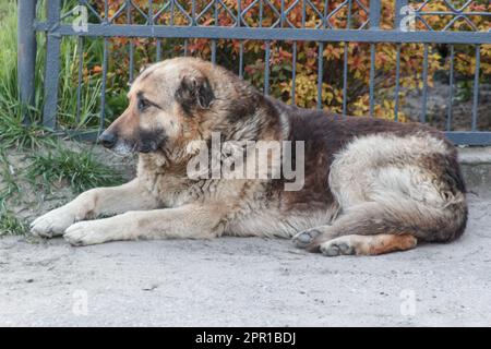 un cane sdraiato sull'erba Foto Stock