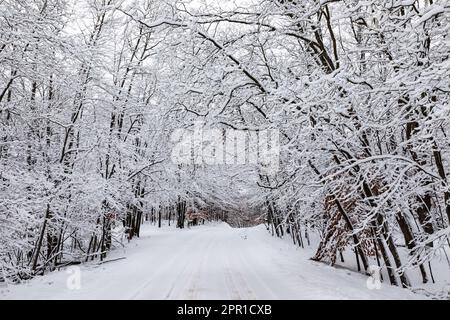 Strada di campagna innevata nel Michigan centrale, Stati Uniti Foto Stock