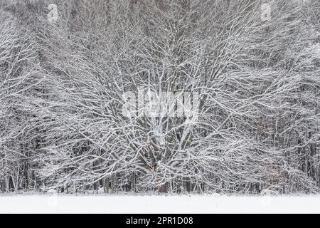 Intricacy di foresta innevata in Michigan centrale, Stati Uniti Foto Stock