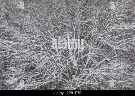 Intricacy di foresta innevata in Michigan centrale, Stati Uniti Foto Stock