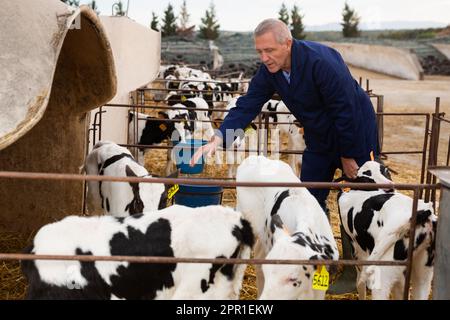 Esperto allevatore di mucca anziano che guarda i vitelli piccoli in stalla all'aperto Foto Stock