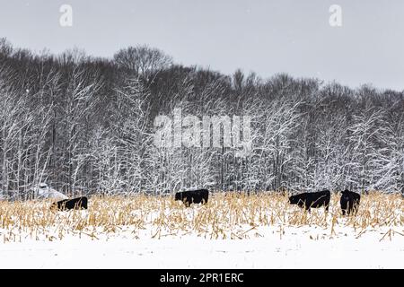 Amish Black Angus bestiame nutrirsi in un campo di mais dopo una tempesta di neve nel Michigan centrale, Stati Uniti Foto Stock