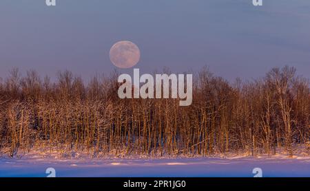 La luna di lupo che sorge su un lago selvaggio nel Wisconsin settentrionale. Foto Stock