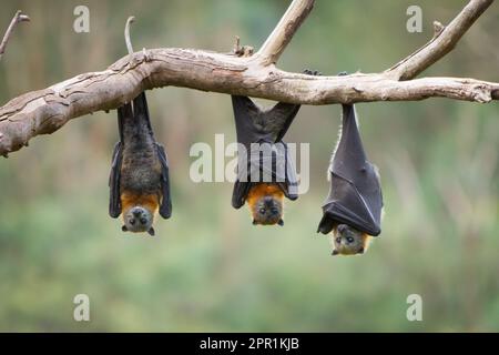 Tre pipistrelli di frutta appesi capovolti in un albero Foto Stock