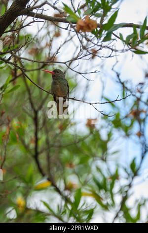 Fuoco selettivo di un uccello esotico seduto su un ramo ad albero Foto Stock