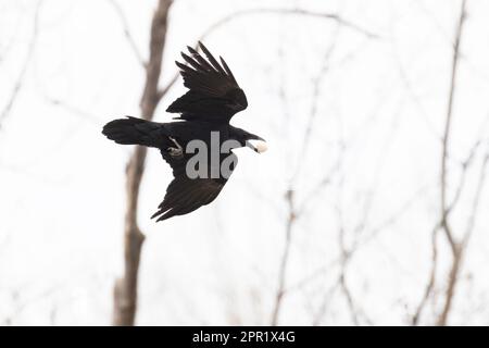 Corvo comune (Corvus corax) in volo rubando uovo di uccello Foto Stock