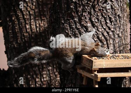 Arizona scoiattolo grigio o Sciurus arizonensis nutrirsi ad un alimentatore di uccelli a Payson, Arizona. Foto Stock